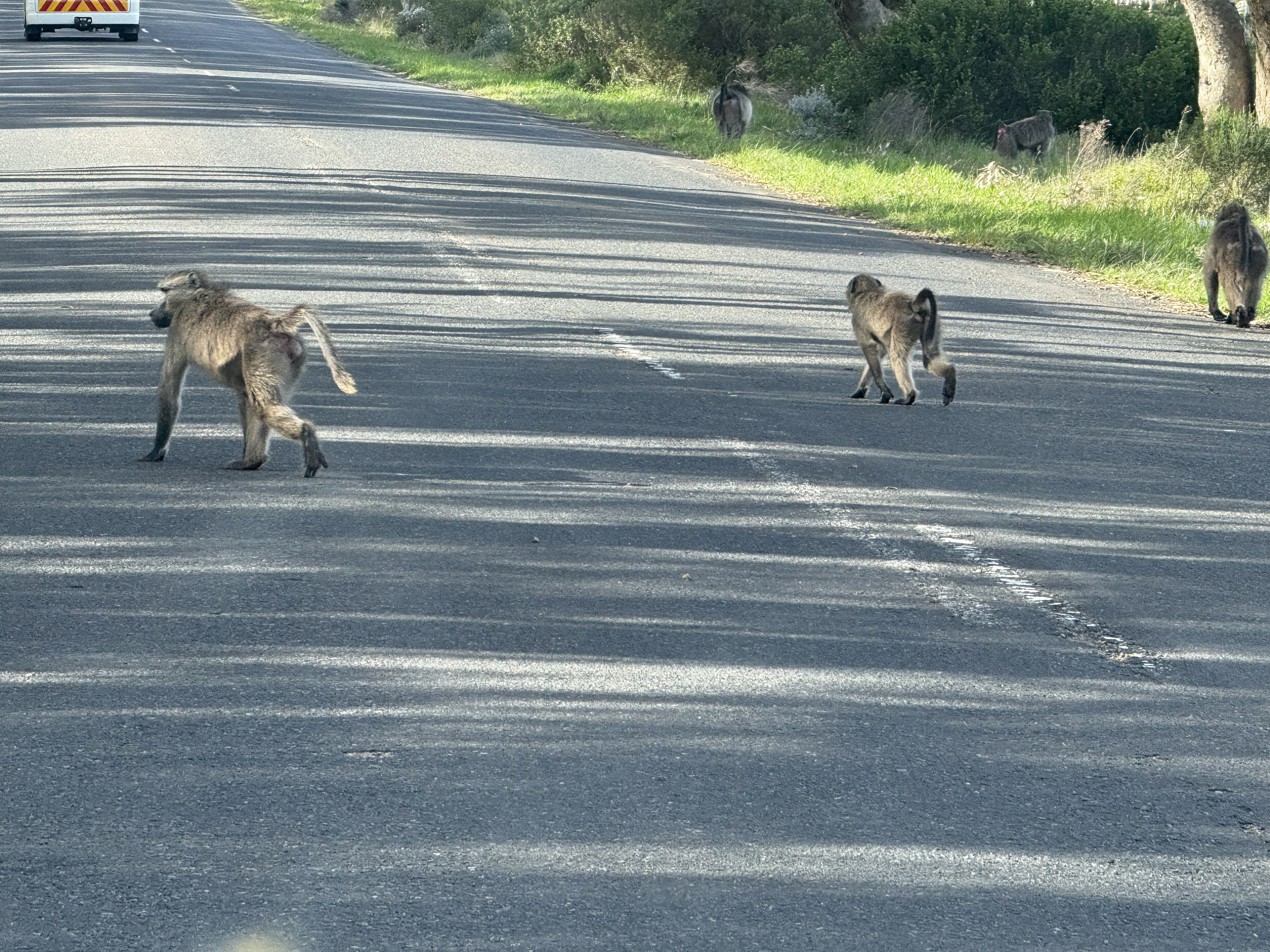 Chacma baboons crossing the road on the peninsula, at their leisure.