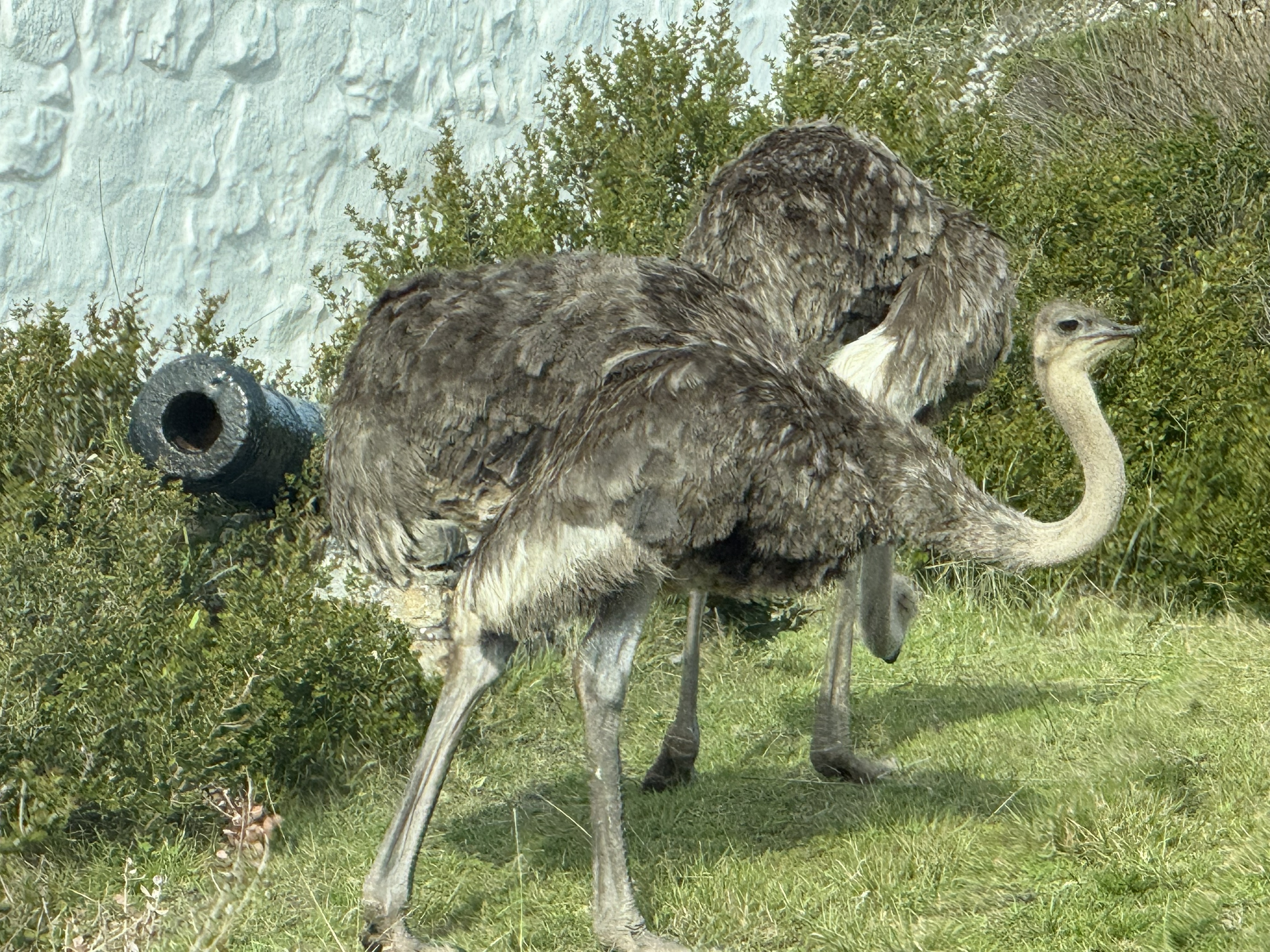 The female — grey-brown and sensible, which is exactly what you want when you are the one sitting on the nest by day.
