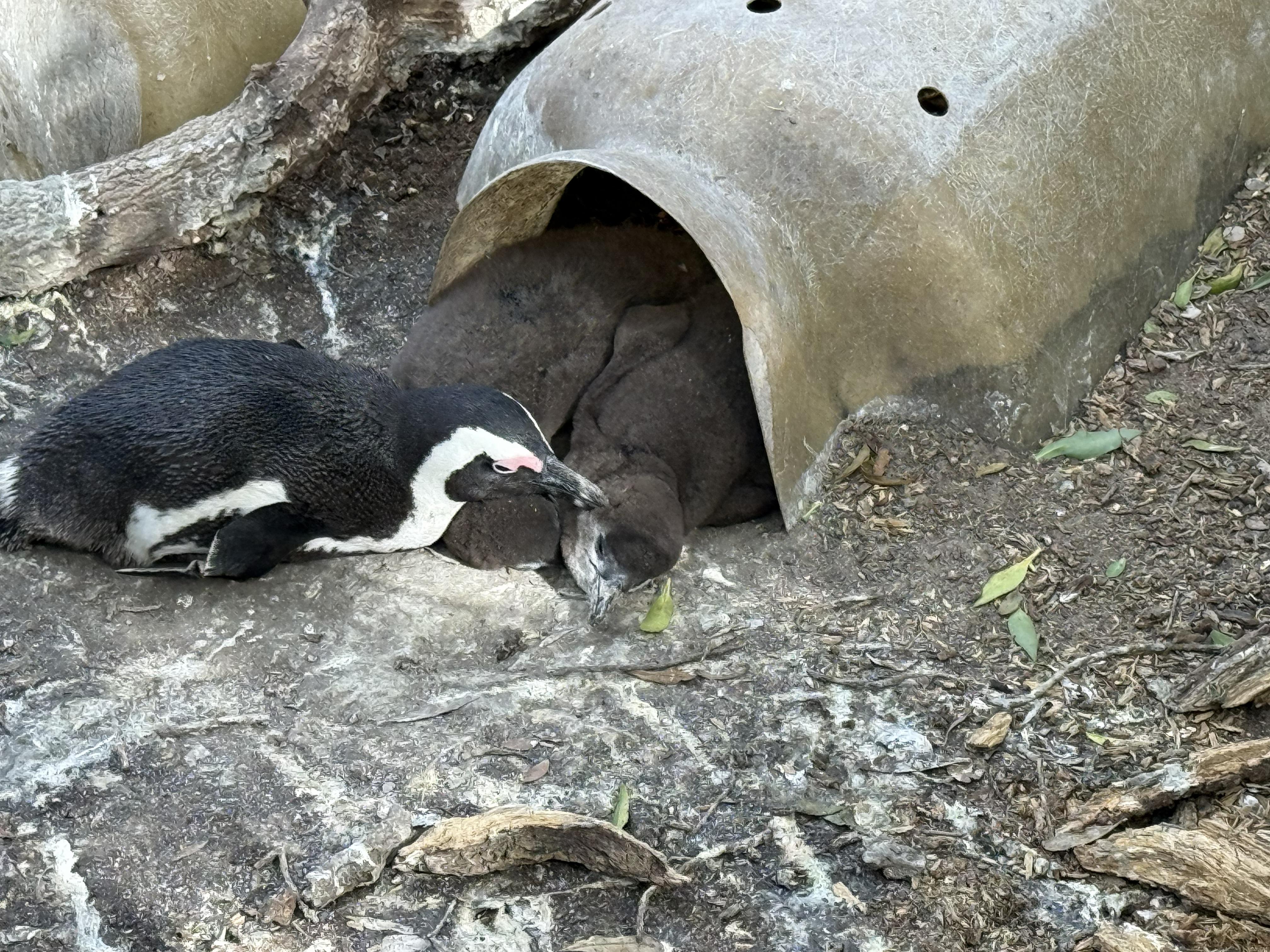 A chick at the nest — grey, fluffy, and not yet in possession of the formal wear.
