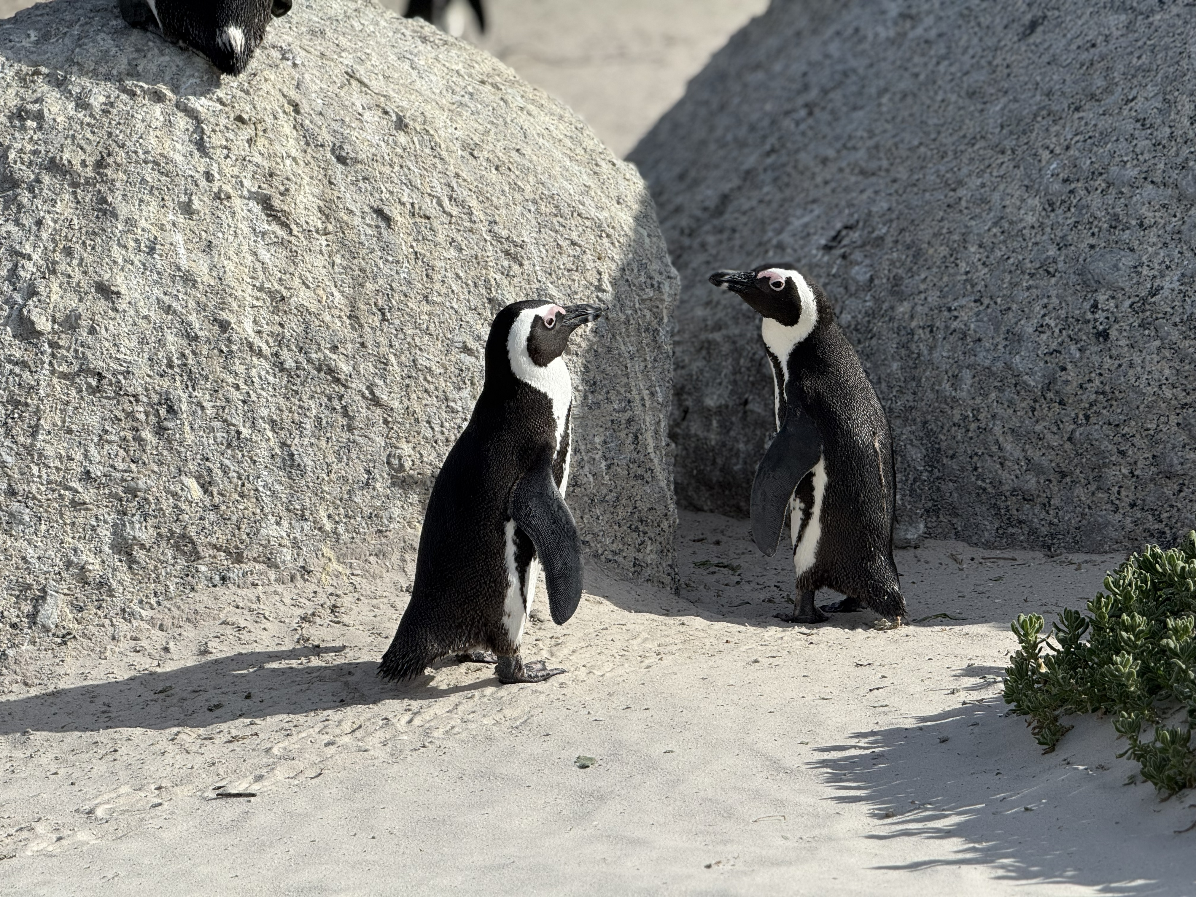 Adults among the boulders. The colony started in 1982 when a single pair turned up; the sheltered beach and the granite suited them, and they stayed. The pink patches above the eye