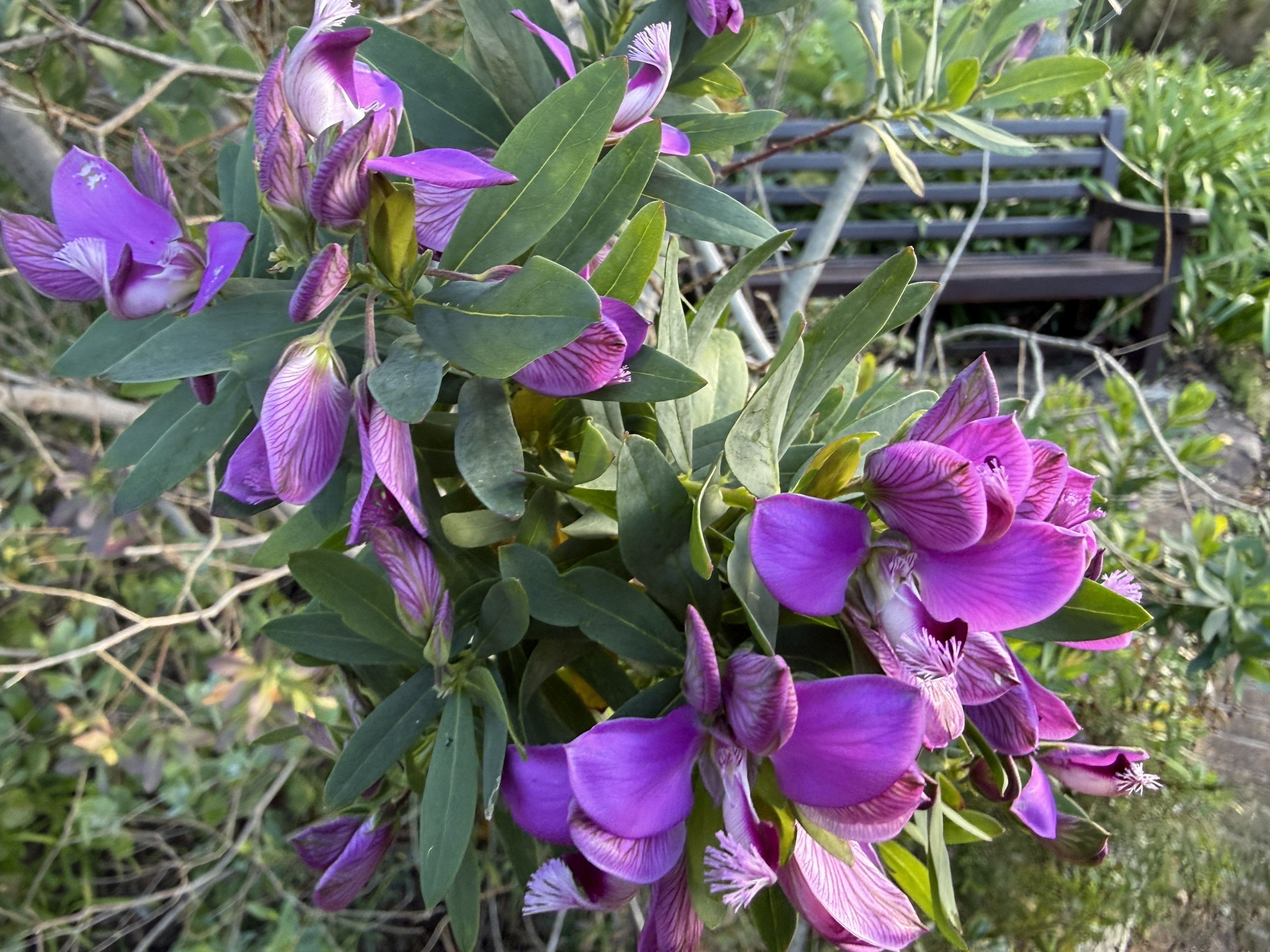Polygala myrtifolia — the September bush. At a glance the flowers look like sweet peas, but they aren't: there is no banner petal at the back, and instead each bloom carries a