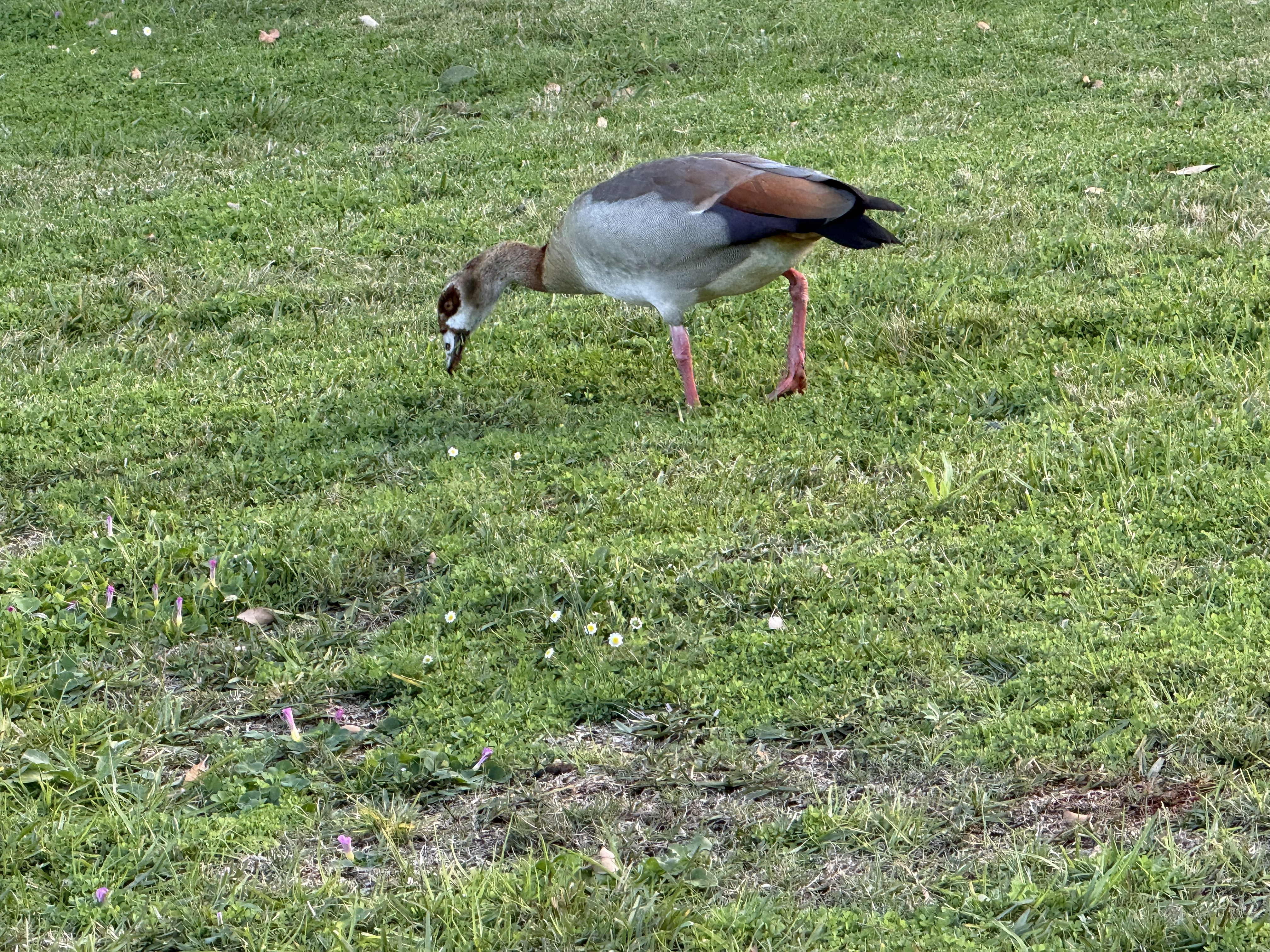 An Egyptian goose on the lawn, by the look of it — the same bird we last saw on a sandbar in the Chobe, now grazing a manicured garden two thousand miles south.