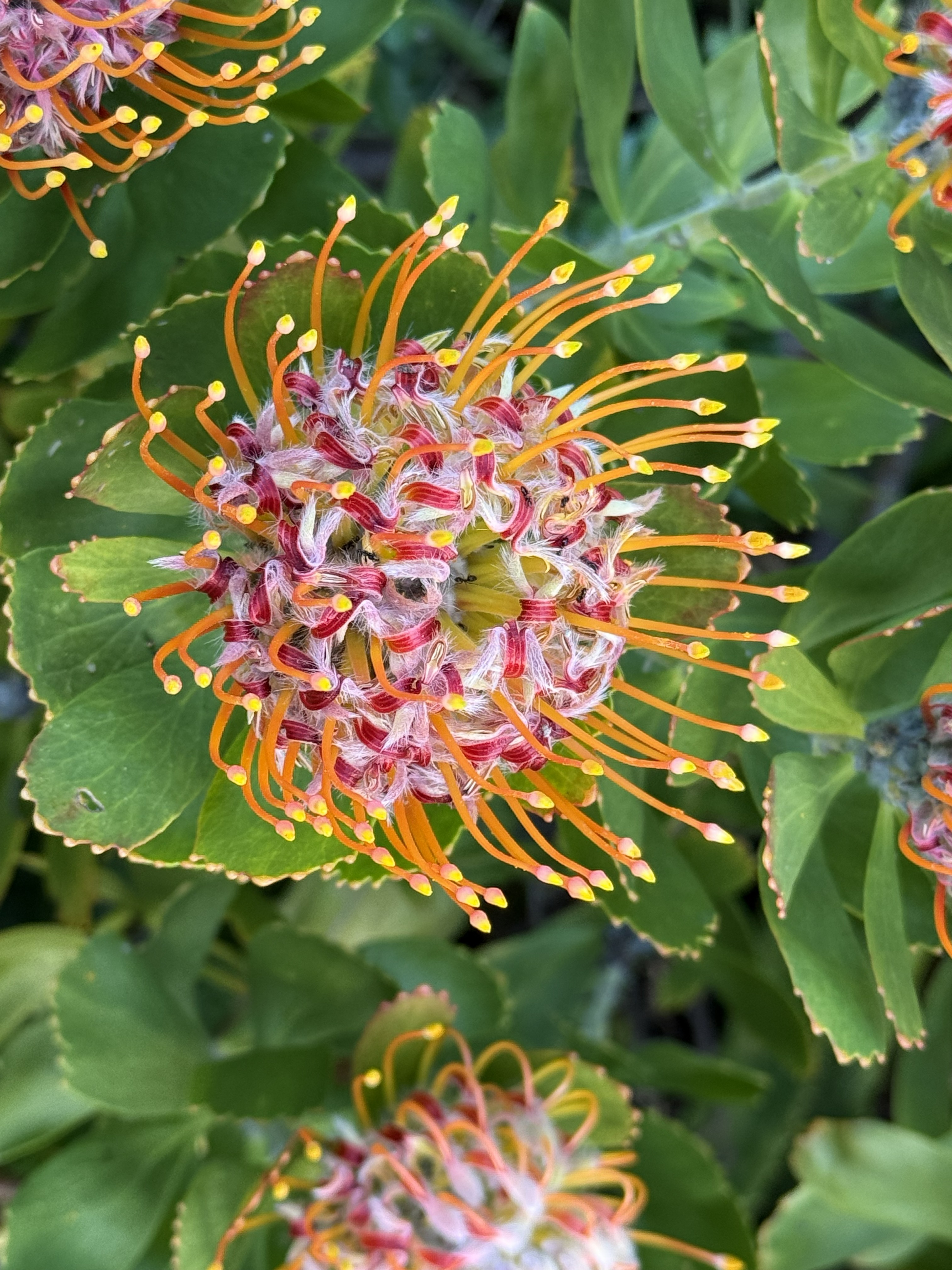 A pincushion protea, all orange spokes — one of the signature flowers of the Cape fynbos, and the reason the garden is worth the stop even in winter.