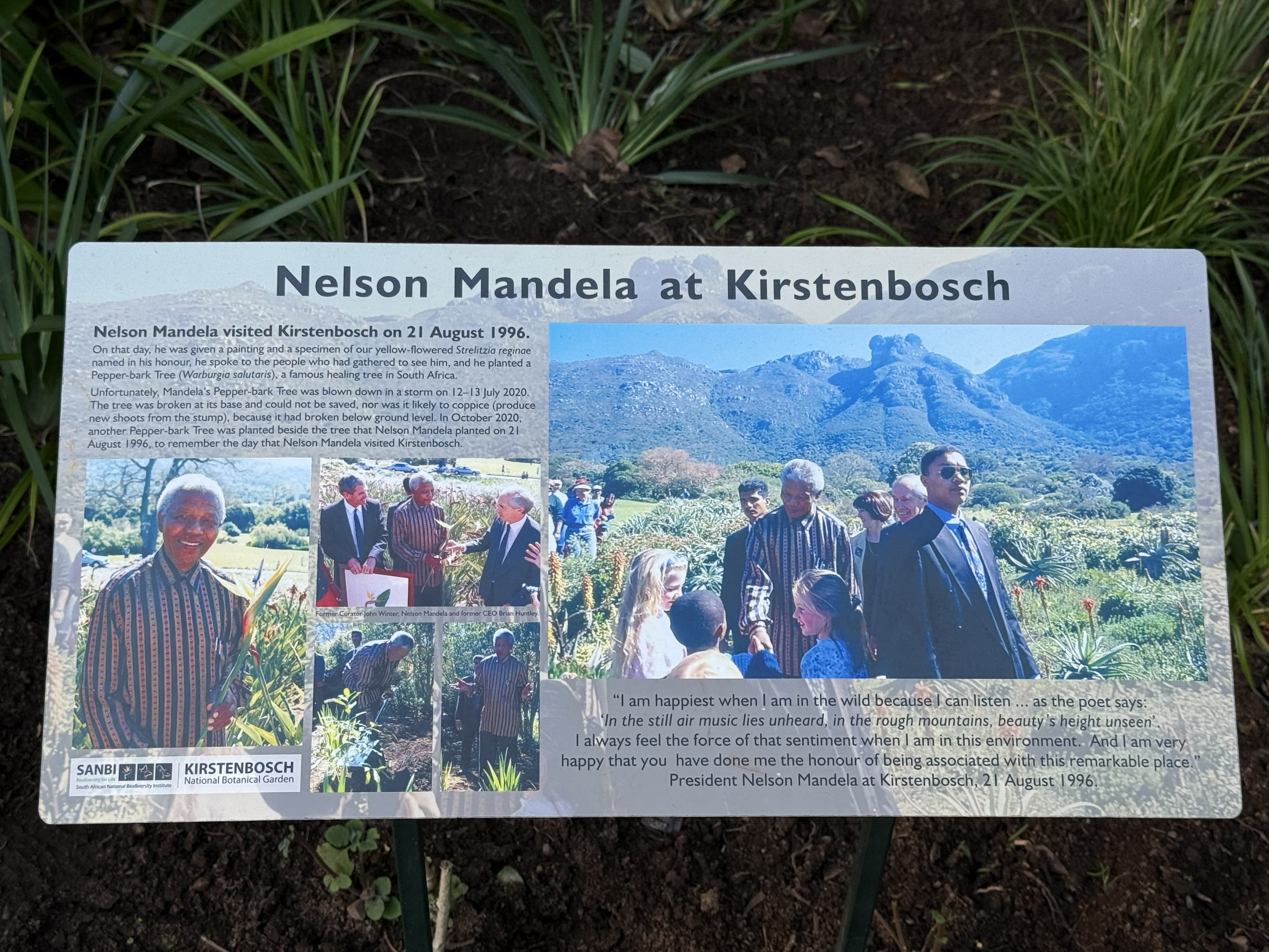 A panel on Nelson Mandela at Kirstenbosch. He is threaded through this whole city — the cell yesterday, the balcony yesterday afternoon, and now a garden.